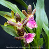Zygopetalum Ariane Hybrid Orchid, fragrant orchid, Duft-orchidee, violet green flowering orchid, organically grown tropical plants and orchids for sale at TOMs FLOWer CLUB.
