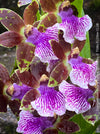 Zygopetalum Ariane Hybrid Orchid, fragrant orchid, Duft-orchidee, violet green flowering orchid, organically grown tropical plants and orchids for sale at TOMs FLOWer CLUB.