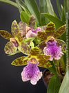 Zygopetalum Ariane Hybrid Orchid, fragrant orchid, Duft-orchidee, violet green flowering orchid, organically grown tropical plants and orchids for sale at TOMs FLOWer CLUB.