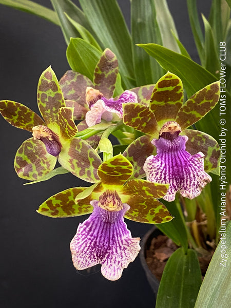 Zygopetalum Ariane Hybrid Orchid, fragrant orchid, Duft-orchidee, violet green flowering orchid, organically grown tropical plants and orchids for sale at TOMs FLOWer CLUB.