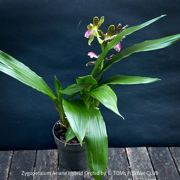 Zygopetalum Ariane Hybrid Orchid, fragrant orchid, Duft-orchidee, violet green flowering orchid, organically grown tropical plants and orchids for sale at TOMs FLOWer CLUB.