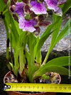 Zygopetalum Ariane Hybrid Orchid, fragrant orchid, Duft-orchidee, violet green flowering orchid, organically grown tropical plants and orchids for sale at TOMs FLOWer CLUB.