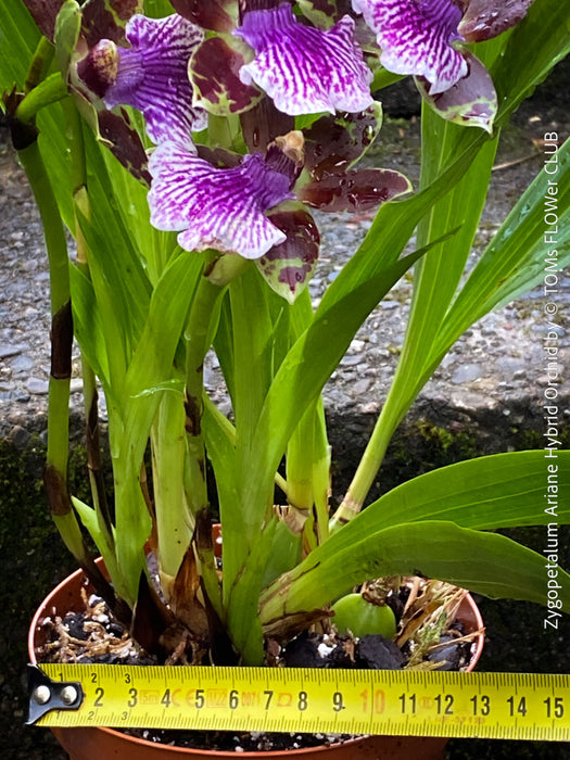 Zygopetalum Ariane Hybrid Orchid, fragrant orchid, Duft-orchidee, violet green flowering orchid, organically grown tropical plants and orchids for sale at TOMs FLOWer CLUB.