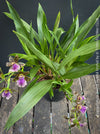 Zygopetalum Ariane Hybrid Orchid, fragrant orchid, Duft-orchidee, violet green flowering orchid, organically grown tropical plants and orchids for sale at TOMs FLOWer CLUB.