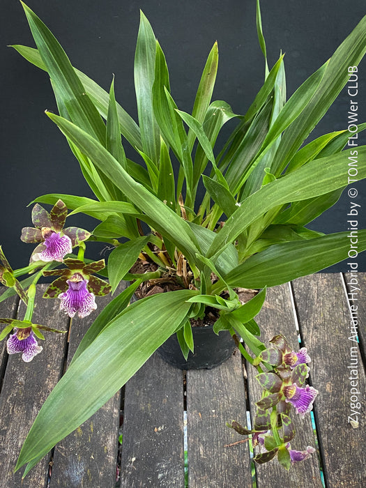 Zygopetalum Ariane Hybrid Orchid, fragrant orchid, Duft-orchidee, violet green flowering orchid, organically grown tropical plants and orchids for sale at TOMs FLOWer CLUB.