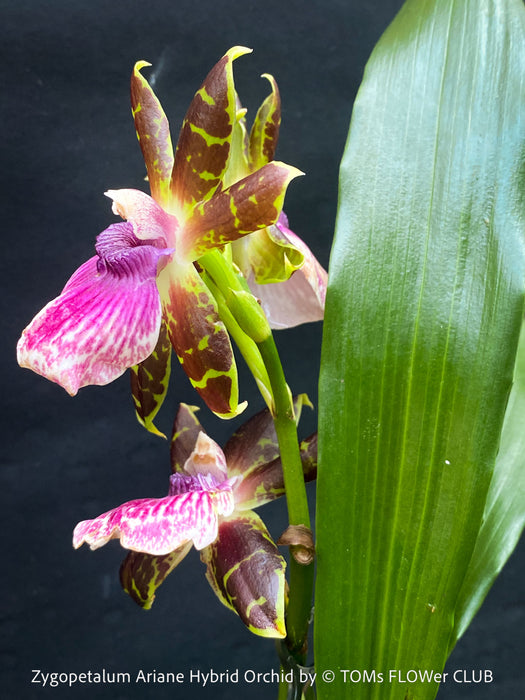 Zygopetalum Ariane Hybrid Orchid, fragrant orchid, Duft-orchidee, violet green flowering orchid, organically grown tropical plants and orchids for sale at TOMs FLOWer CLUB.