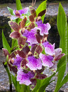 Zygopetalum Ariane Hybrid Orchid, fragrant orchid, Duft-orchidee, violet green flowering orchid, organically grown tropical plants and orchids for sale at TOMs FLOWer CLUB.