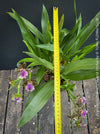 Zygopetalum Ariane Hybrid Orchid, fragrant orchid, Duft-orchidee, violet green flowering orchid, organically grown tropical plants and orchids for sale at TOMs FLOWer CLUB.