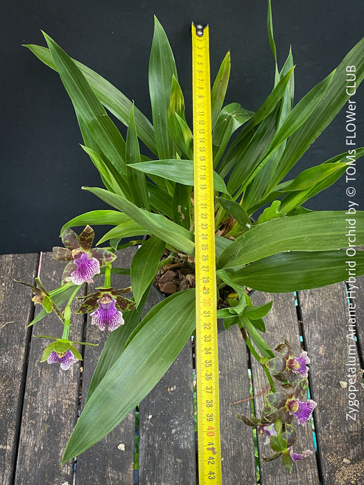 Zygopetalum Ariane Hybrid Orchid, fragrant orchid, Duft-orchidee, violet green flowering orchid, organically grown tropical plants and orchids for sale at TOMs FLOWer CLUB.
