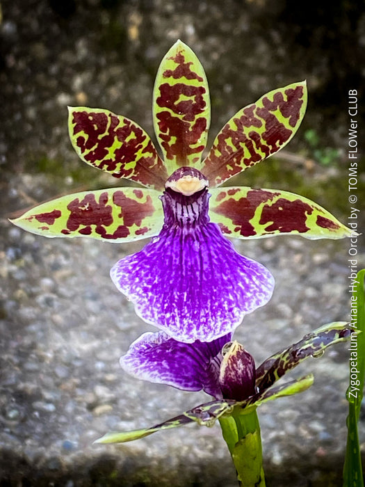 Zygopetalum Ariane Hybrid Orchid, fragrant orchid, Duft-orchidee, violet green flowering orchid, organically grown tropical plants and orchids for sale at TOMs FLOWer CLUB.