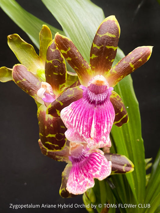 Zygopetalum Ariane Hybrid Orchid, fragrant orchid, Duft-orchidee, violet green flowering orchid, organically grown tropical plants and orchids for sale at TOMs FLOWer CLUB.