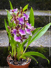 Zygopetalum Ariane Hybrid Orchid, fragrant orchid, Duft-orchidee, violet green flowering orchid, organically grown tropical plants and orchids for sale at TOMs FLOWer CLUB.