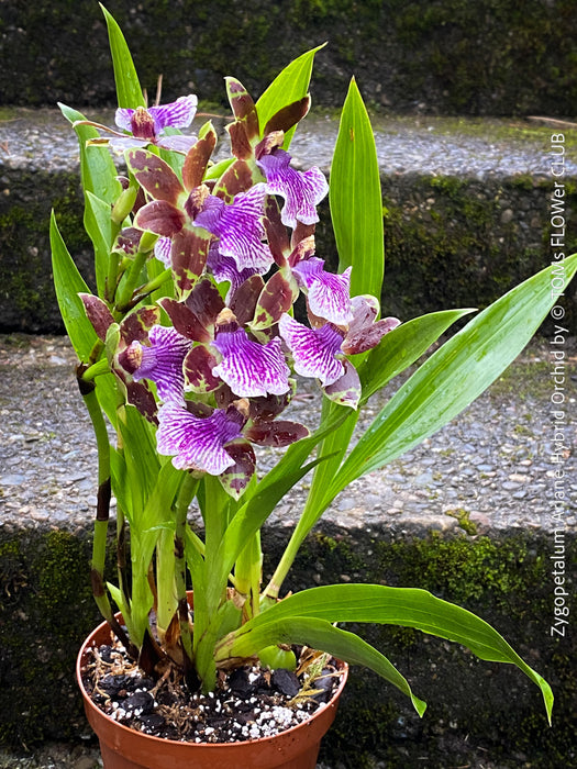 Zygopetalum Ariane Hybrid Orchid, fragrant orchid, Duft-orchidee, violet green flowering orchid, organically grown tropical plants and orchids for sale at TOMs FLOWer CLUB.