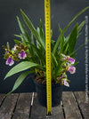 Zygopetalum Ariane Hybrid Orchid, fragrant orchid, Duft-orchidee, violet green flowering orchid, organically grown tropical plants and orchids for sale at TOMs FLOWer CLUB.