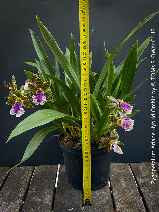 Zygopetalum Ariane Hybrid Orchid, fragrant orchid, Duft-orchidee, violet green flowering orchid, organically grown tropical plants and orchids for sale at TOMs FLOWer CLUB.