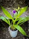 Zygopetalum Ariane Hybrid Orchid, fragrant orchid, Duft-orchidee, violet green flowering orchid, organically grown tropical plants and orchids for sale at TOMs FLOWer CLUB.