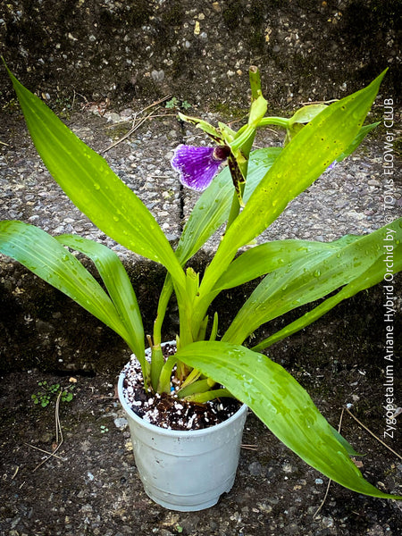 Zygopetalum Ariane Hybrid Orchid, fragrant orchid, Duft-orchidee, violet green flowering orchid, organically grown tropical plants and orchids for sale at TOMs FLOWer CLUB.