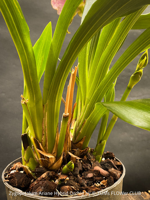 Zygopetalum Ariane Hybrid Orchid, fragrant orchid, Duft-orchidee, violet green flowering orchid, organically grown tropical plants and orchids for sale at TOMs FLOWer CLUB.