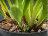 Zygopetalum Ariane Hybrid Orchid, fragrant orchid, Duft-orchidee, violet green flowering orchid, organically grown tropical plants and orchids for sale at TOMs FLOWer CLUB.