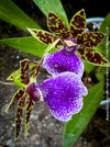 Zygopetalum Ariane Hybrid Orchid, fragrant orchid, Duft-orchidee, violet green flowering orchid, organically grown tropical plants and orchids for sale at TOMs FLOWer CLUB.