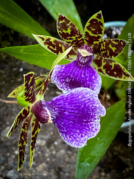 Zygopetalum Ariane Hybrid Orchid, fragrant orchid, Duft-orchidee, violet green flowering orchid, organically grown tropical plants and orchids for sale at TOMs FLOWer CLUB.