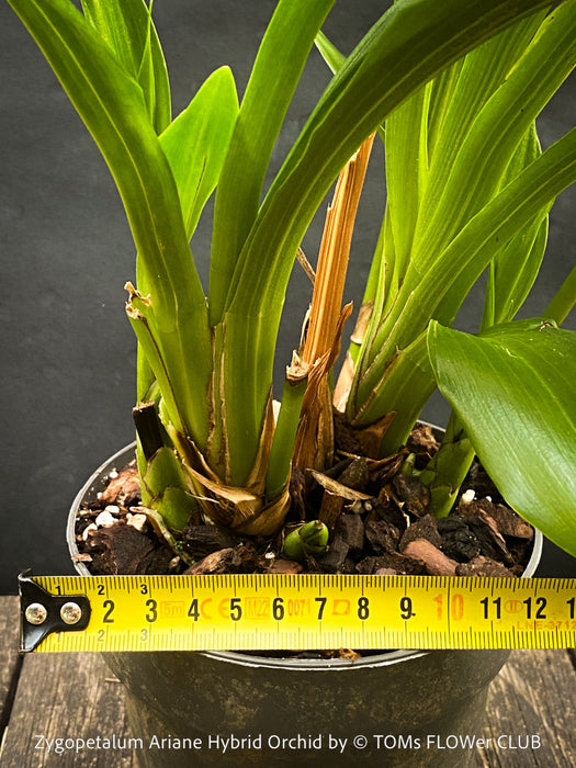 Zygopetalum Ariane Hybrid Orchid, fragrant orchid, Duft-orchidee, violet green flowering orchid, organically grown tropical plants and orchids for sale at TOMs FLOWer CLUB.