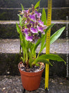 Zygopetalum Ariane Hybrid Orchid, fragrant orchid, Duft-orchidee, violet green flowering orchid, organically grown tropical plants and orchids for sale at TOMs FLOWer CLUB.