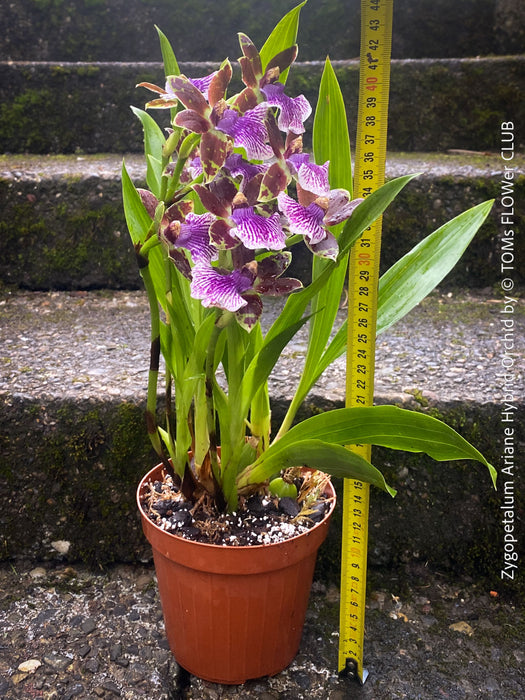 Zygopetalum Ariane Hybrid Orchid, fragrant orchid, Duft-orchidee, violet green flowering orchid, organically grown tropical plants and orchids for sale at TOMs FLOWer CLUB.