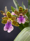 Zygopetalum Ariane Hybrid Orchid, fragrant orchid, Duft-orchidee, violet green flowering orchid, organically grown tropical plants and orchids for sale at TOMs FLOWer CLUB.