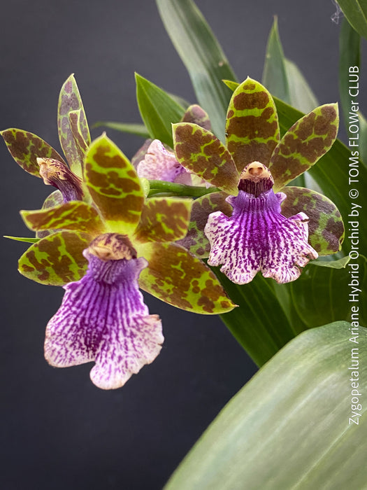 Zygopetalum Ariane Hybrid Orchid, fragrant orchid, Duft-orchidee, violet green flowering orchid, organically grown tropical plants and orchids for sale at TOMs FLOWer CLUB.