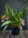 Zygopetalum Ariane Hybrid Orchid, fragrant orchid, Duft-orchidee, violet green flowering orchid, organically grown tropical plants and orchids for sale at TOMs FLOWer CLUB.