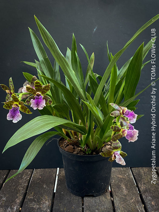 Zygopetalum Ariane Hybrid Orchid, fragrant orchid, Duft-orchidee, violet green flowering orchid, organically grown tropical plants and orchids for sale at TOMs FLOWer CLUB.