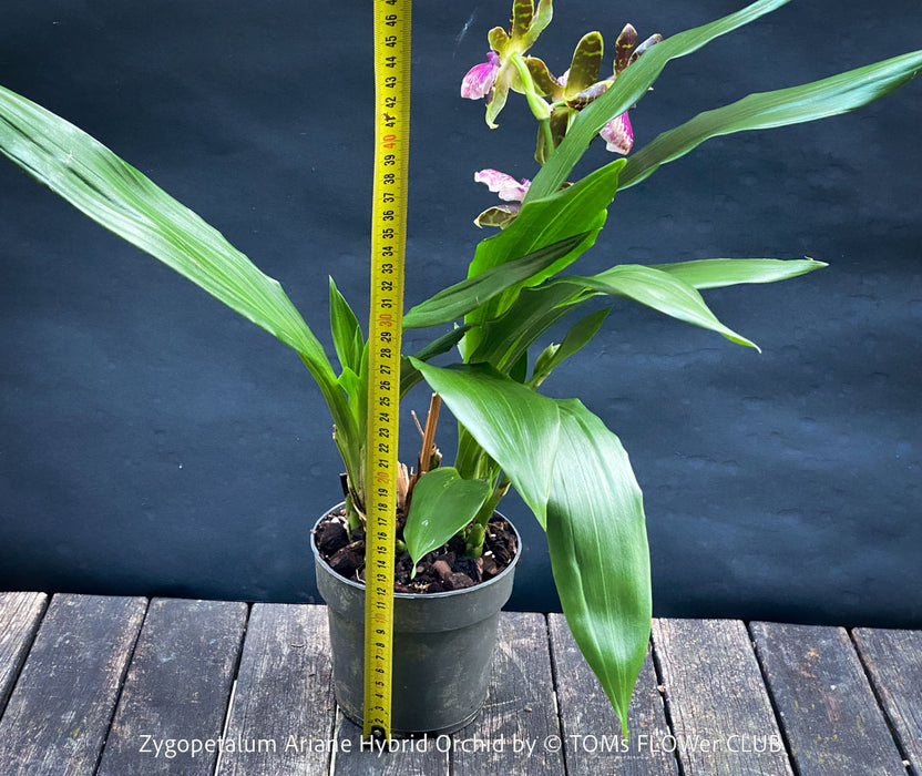 Zygopetalum Ariane Hybrid Orchid, fragrant orchid, Duft-orchidee, violet green flowering orchid, organically grown tropical plants and orchids for sale at TOMs FLOWer CLUB.