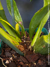 Zygopetalum Ariane Hybrid Orchid, fragrant orchid, Duft-orchidee, violet green flowering orchid, organically grown tropical plants and orchids for sale at TOMs FLOWer CLUB.