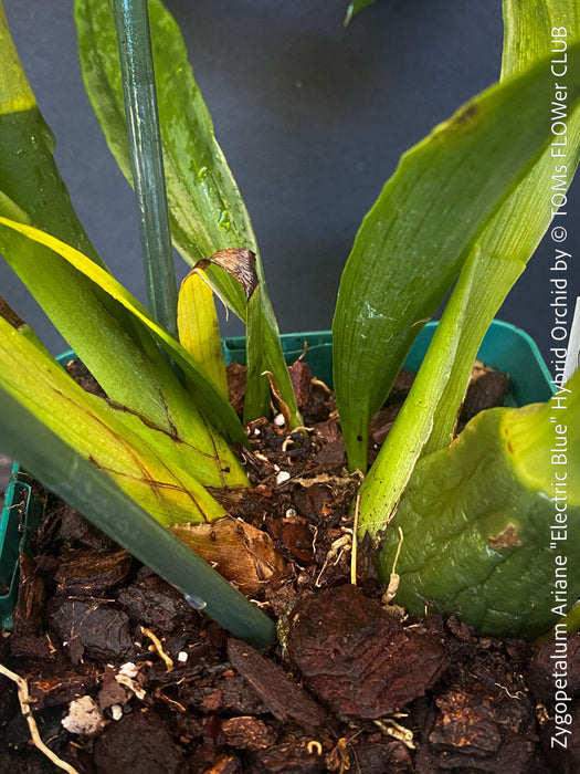 Zygopetalum Ariane Hybrid Orchid, fragrant orchid, Duft-orchidee, violet green flowering orchid, organically grown tropical plants and orchids for sale at TOMs FLOWer CLUB.