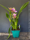 Zygopetalum Ariane Hybrid Orchid, fragrant orchid, Duft-orchidee, violet green flowering orchid, organically grown tropical plants and orchids for sale at TOMs FLOWer CLUB.