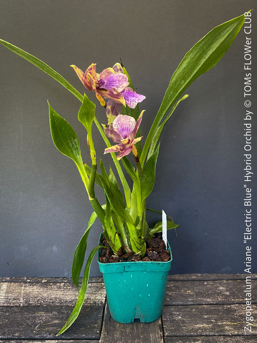 Zygopetalum Ariane Hybrid Orchid, fragrant orchid, Duft-orchidee, violet green flowering orchid, organically grown tropical plants and orchids for sale at TOMs FLOWer CLUB.