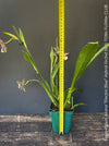 Zygopetalum Ariane Hybrid Orchid, fragrant orchid, Duft-orchidee, violet green flowering orchid, organically grown tropical plants and orchids for sale at TOMs FLOWer CLUB.
