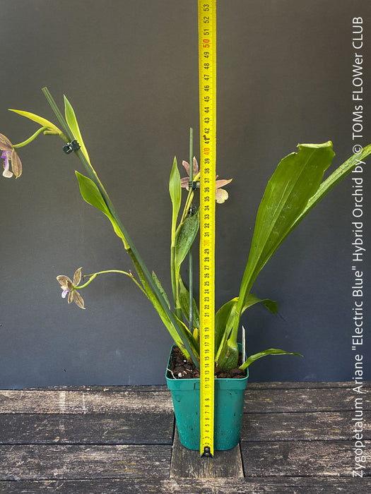 Zygopetalum Ariane Hybrid Orchid, fragrant orchid, Duft-orchidee, violet green flowering orchid, organically grown tropical plants and orchids for sale at TOMs FLOWer CLUB.