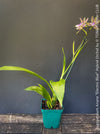 Zygopetalum Ariane Hybrid Orchid, fragrant orchid, Duft-orchidee, violet green flowering orchid, organically grown tropical plants and orchids for sale at TOMs FLOWer CLUB.