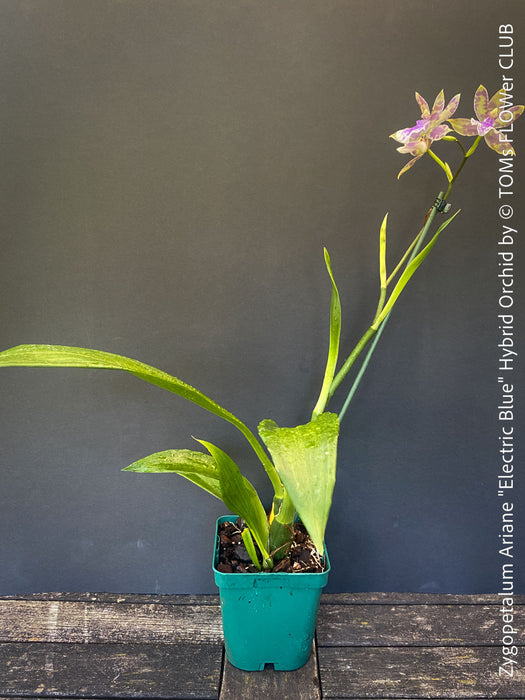Zygopetalum Ariane Hybrid Orchid, fragrant orchid, Duft-orchidee, violet green flowering orchid, organically grown tropical plants and orchids for sale at TOMs FLOWer CLUB.