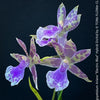 Zygopetalum Ariane Hybrid Orchid, fragrant orchid, Duft-orchidee, violet green flowering orchid, organically grown tropical plants and orchids for sale at TOMs FLOWer CLUB.