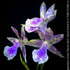 Zygopetalum Ariane Hybrid Orchid, fragrant orchid, Duft-orchidee, violet green flowering orchid, organically grown tropical plants and orchids for sale at TOMs FLOWer CLUB.