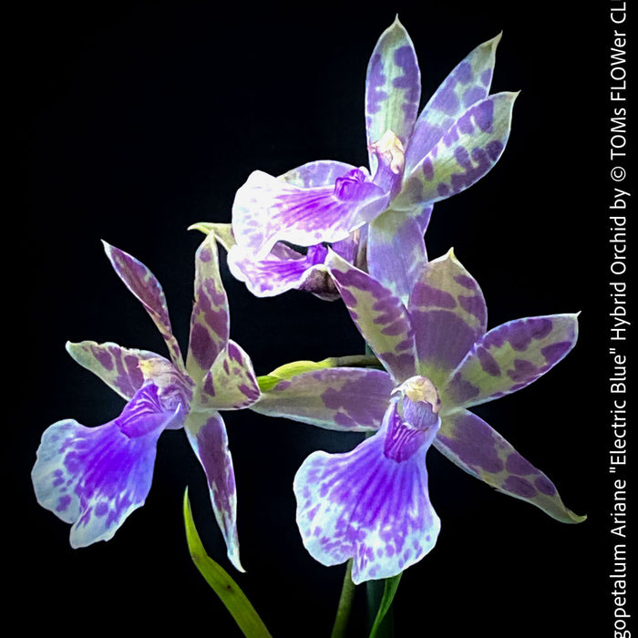 Zygopetalum Ariane Hybrid Orchid, fragrant orchid, Duft-orchidee, violet green flowering orchid, organically grown tropical plants and orchids for sale at TOMs FLOWer CLUB.