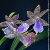 Zygopetalum Ariane Hybrid Orchid, fragrant orchid, Duft-orchidee, violet green flowering orchid, organically grown tropical plants and orchids for sale at TOMs FLOWer CLUB.