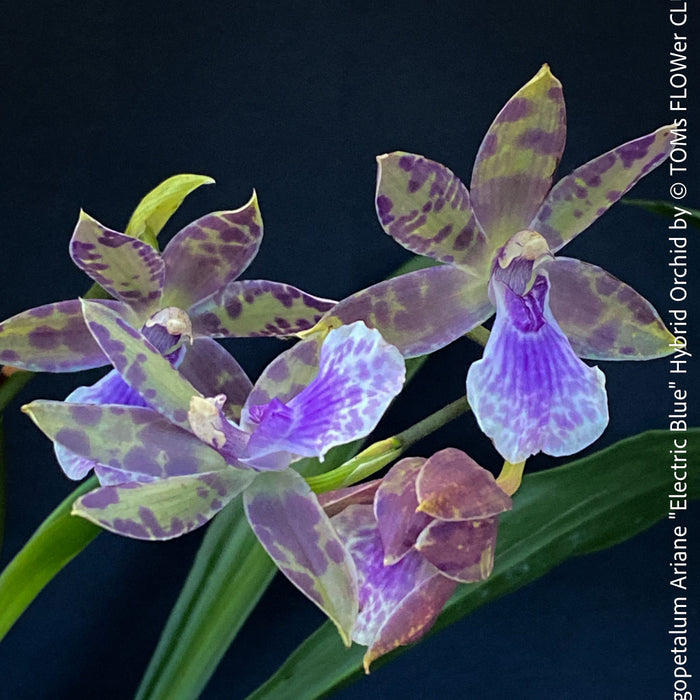 Zygopetalum Ariane Hybrid Orchid, fragrant orchid, Duft-orchidee, violet green flowering orchid, organically grown tropical plants and orchids for sale at TOMs FLOWer CLUB.