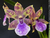Zygopetalum Ariane Hybrid Orchid, fragrant orchid, Duft-orchidee, violet green flowering orchid, organically grown tropical plants and orchids for sale at TOMs FLOWer CLUB.