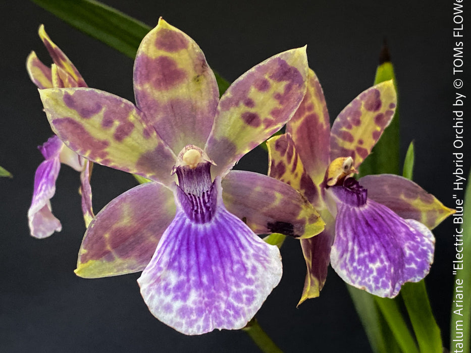 Zygopetalum Ariane Hybrid Orchid, fragrant orchid, Duft-orchidee, violet green flowering orchid, organically grown tropical plants and orchids for sale at TOMs FLOWer CLUB.