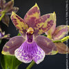 Zygopetalum Ariane Hybrid Orchid, fragrant orchid, Duft-orchidee, violet green flowering orchid, organically grown tropical plants and orchids for sale at TOMs FLOWer CLUB.