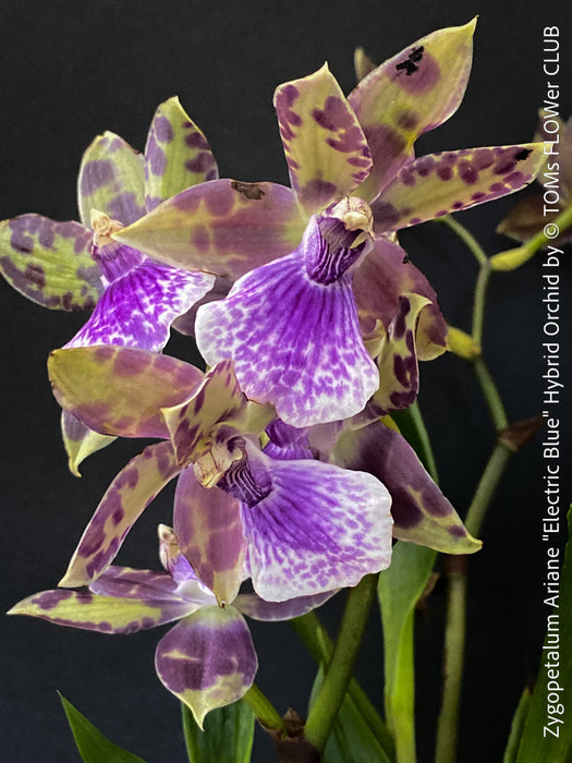 Zygopetalum Ariane Hybrid Orchid, fragrant orchid, Duft-orchidee, violet green flowering orchid, organically grown tropical plants and orchids for sale at TOMs FLOWer CLUB.
